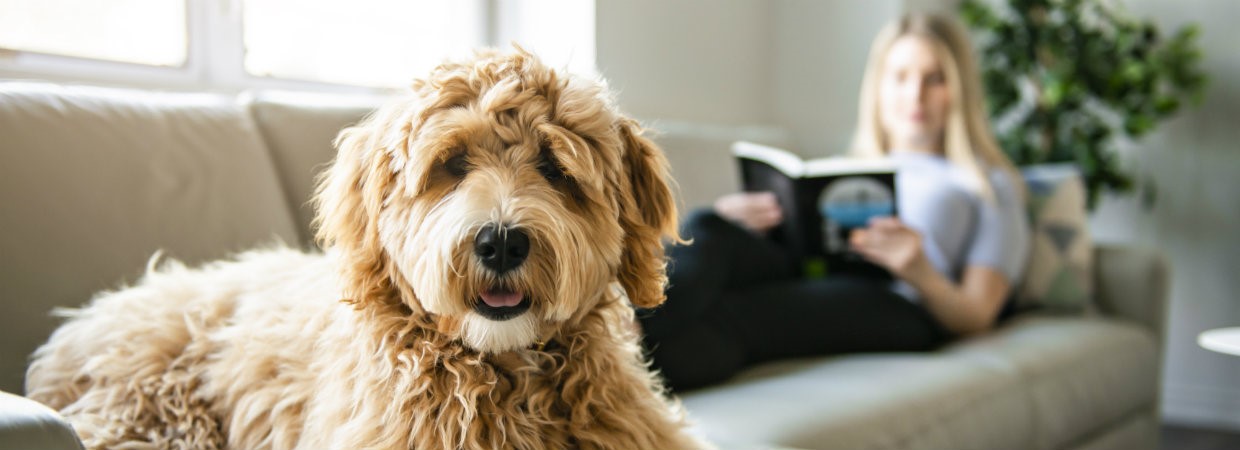 Find a Caring Companion for your Pet While Reaching for your Travel Goals