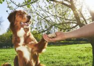 Dog Training 101: The Importance Of The Training