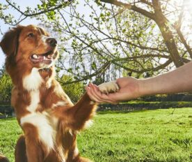 Dog Training 101: The Importance Of The Training