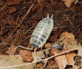 Dairy cow isopods