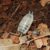 Dairy Cow Isopods in Bioactive Terrariums: Tips for a Thriving Colony